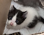Кошки в Ростове-на-Дону: Котята живут на улице, ищут добрые руки Разнополые, Бесплатно - фото 3