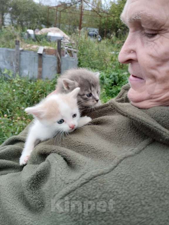 Кошки в Санкт-Петербурге: Монастырские котята Мальчик, Бесплатно - фото 1
