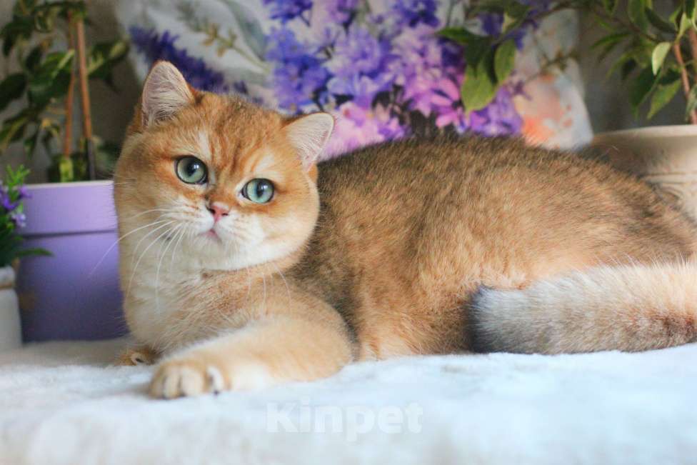 Кошки в Москве: Британский мальчик золотая шиншилла Мальчик, 55 000 руб. - фото 3