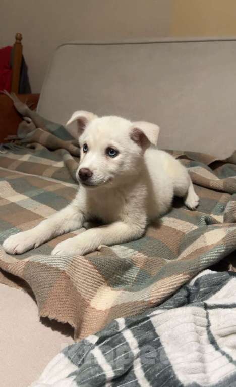 Собаки в Санкт-Петербурге: Помски Мальчик, 15 000 руб. - фото 9