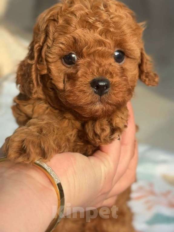 Собаки в Красноярске: Той-пудель, щенок Мальчик, 150 000 руб. - фото 1