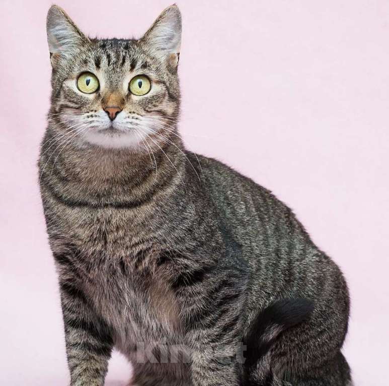 Кошки в Москве: Круглоглазая кошечка в поисках своего счастья Девочка, Бесплатно - фото 4