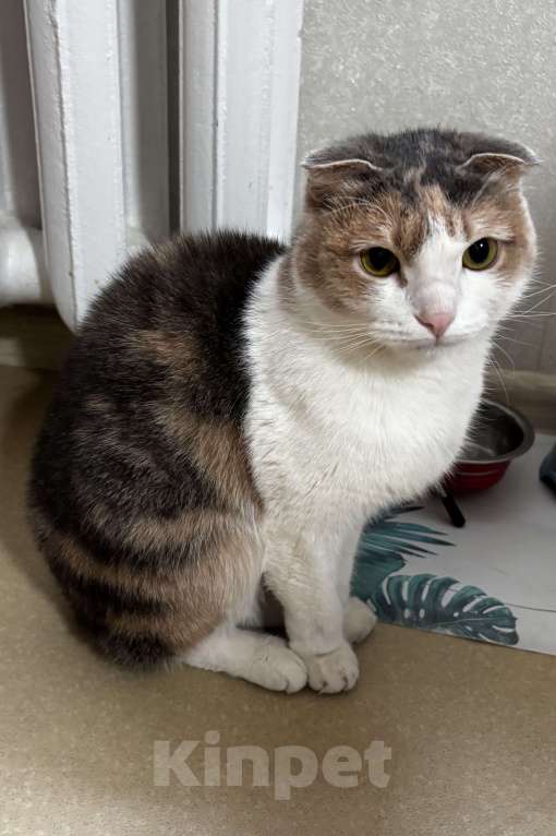 Кошки в Кстово: Отдам кошку Девочка, Бесплатно - фото 1