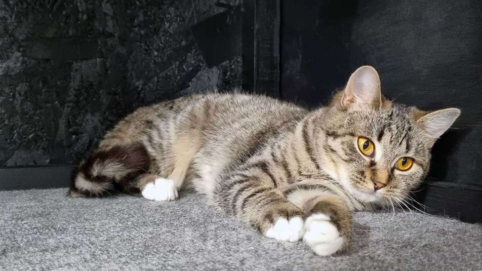 Кошки в Ставрополе: Коша в добрые руки. Девочка, Бесплатно - фото 7