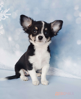 Девочка с/ п с белым 