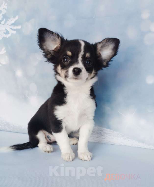 Собаки в Ногинске: Девочка с/ п с белым  Девочка, 26 000 руб. - фото 1