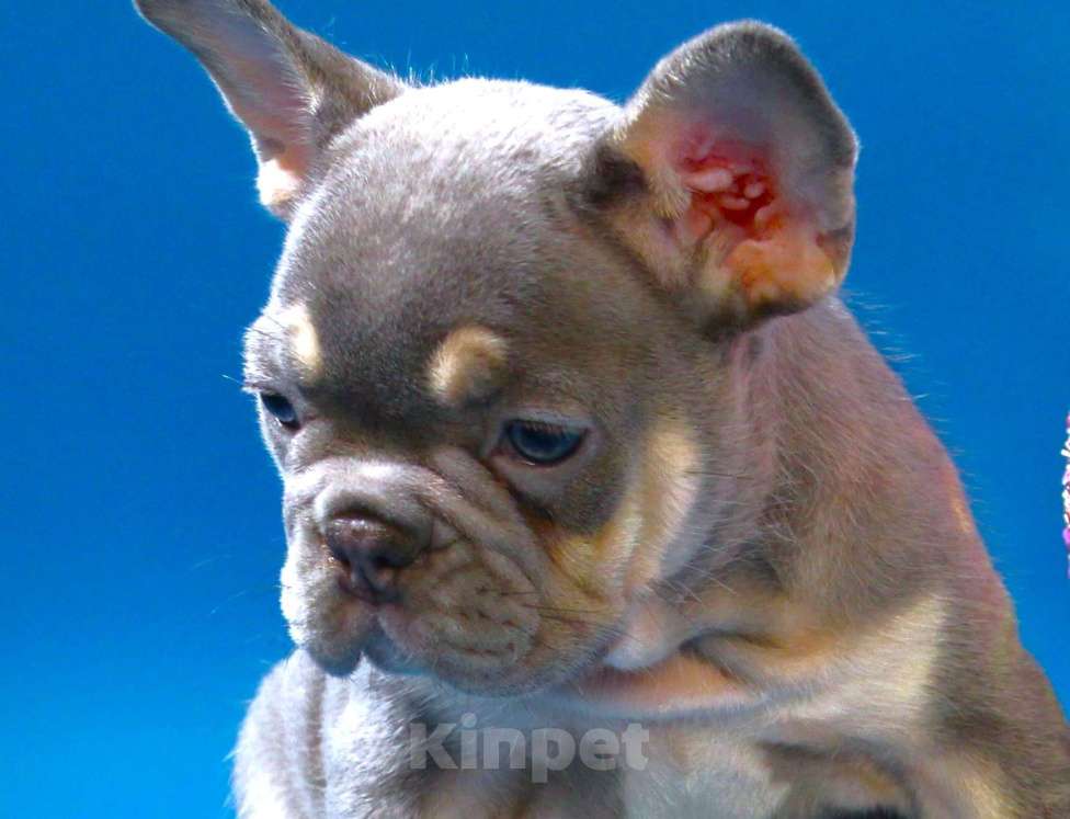 Собаки в Москве: Французский бульдог, щенок лиловая Девочка, 120 000 руб. - фото 6