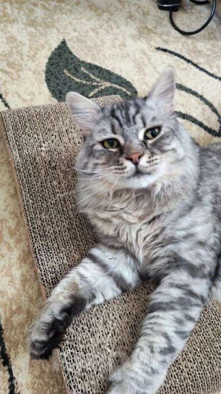 Кошки в Москве: Кот Корсик в добрые руки Мальчик, Бесплатно - фото 7