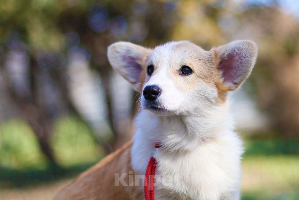 Собаки в Донецке: Продаются щенки вельш корги пемброк Мальчик, 70 000 руб. - фото 3