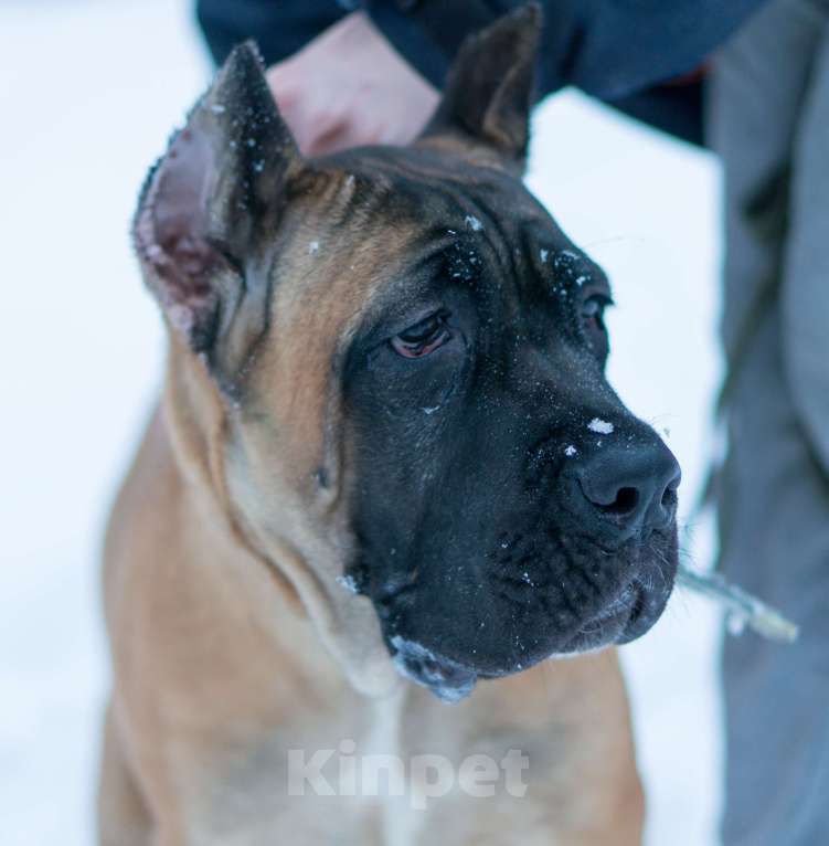 Собаки в Волоколамске: Щенок Кане Корсо Девочка, 60 000 руб. - фото 1