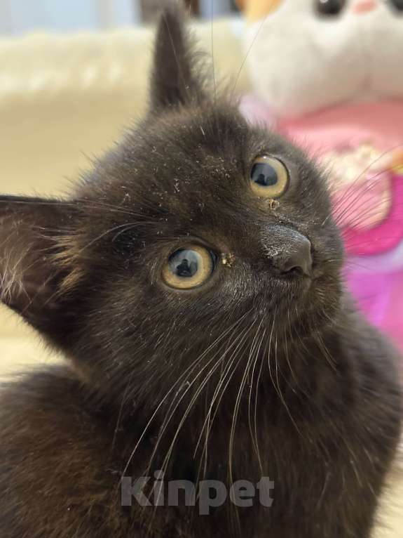 Кошки в Дмитрове: котенок Черныш Мальчик, Бесплатно - фото 4