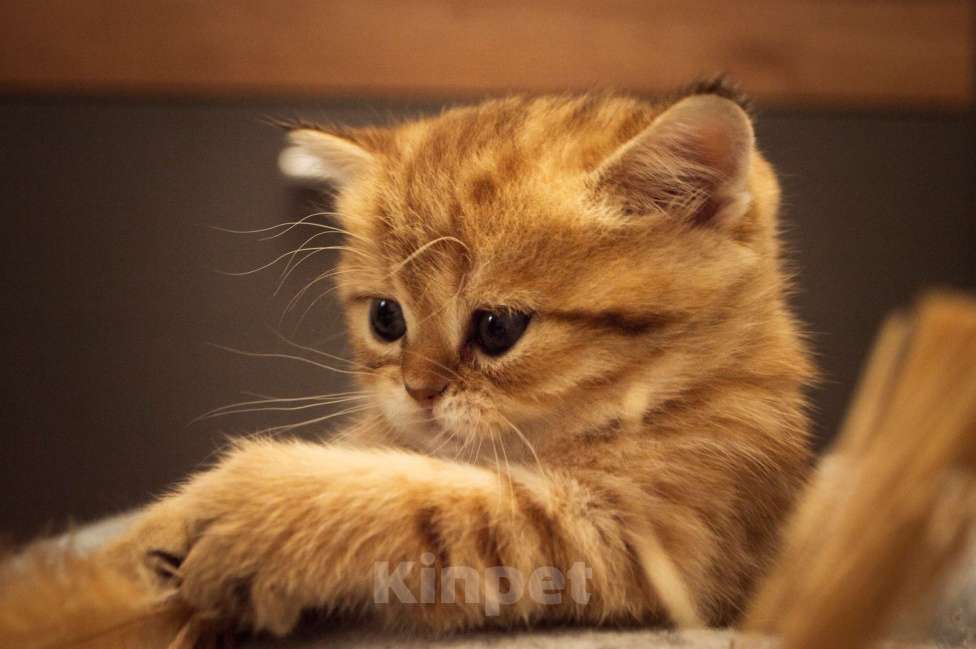 Кошки в Липецке: Шотландская кошечка Девочка, 25 000 руб. - фото 4