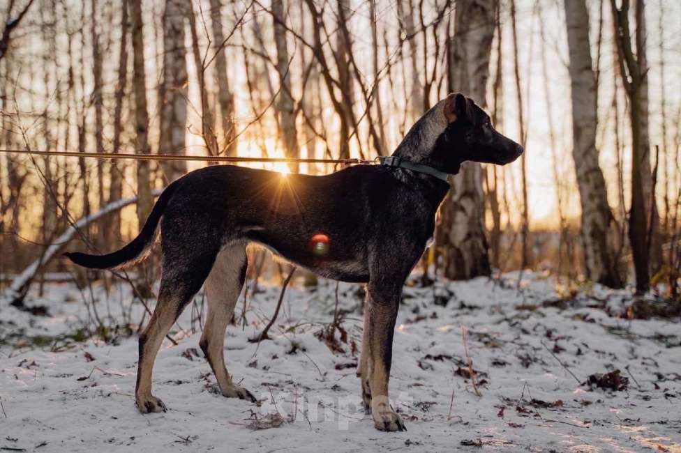 Собаки в Москве: Демера Девочка, Бесплатно - фото 3