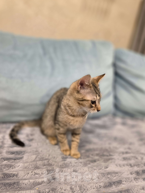 Кошки в Москве: Котенок Тимоша Мальчик, Бесплатно - фото 5