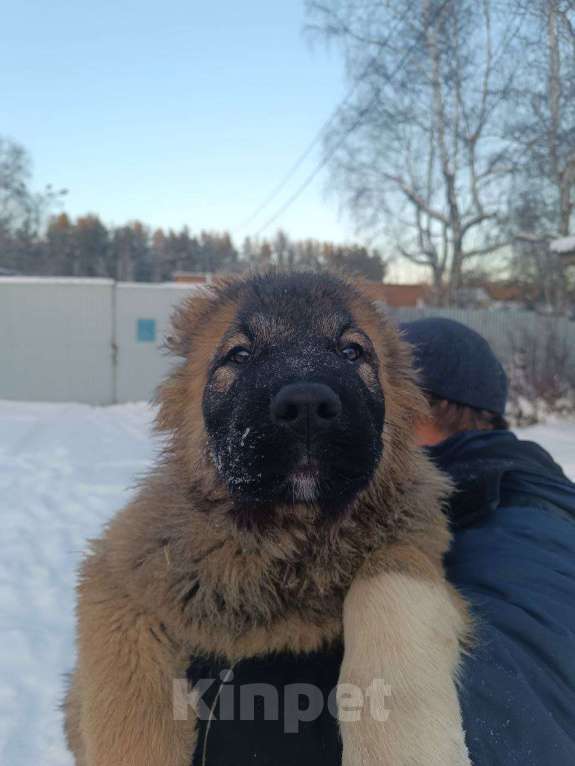 Собаки в Екатеринбурге: Профессиональный питомник предлагает щенков д. р. 24.08.25 г. Девочка, Бесплатно - фото 3