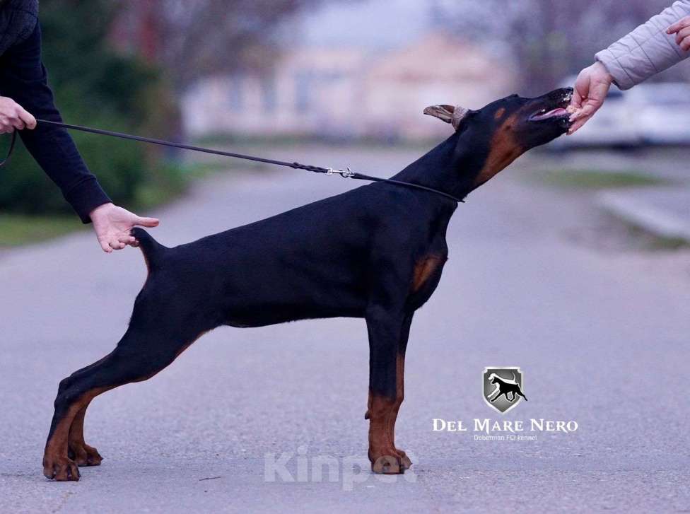 Собаки в Ейске: щенок добермана Девочка, 90 000 руб. - фото 2