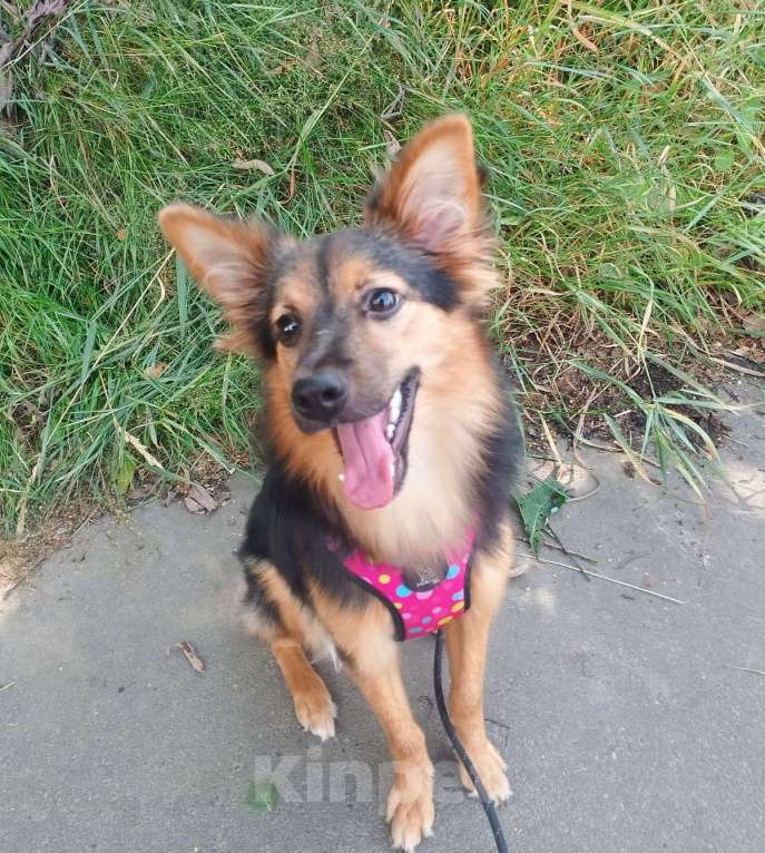 Собаки в Санкт-Петербурге: Красивая маленькая собачка, 7 месяцев Девочка, Бесплатно - фото 5