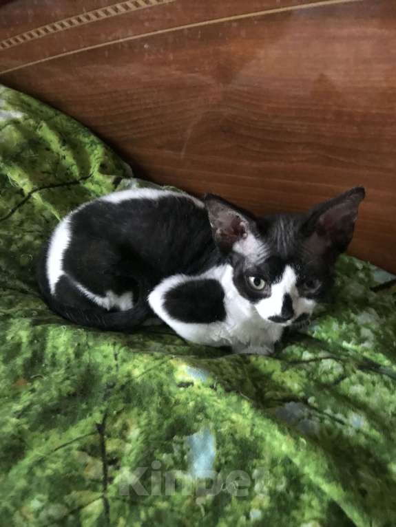 Кошки в Москве: Котята Девон рекс Девочка, 50 000 руб. - фото 4