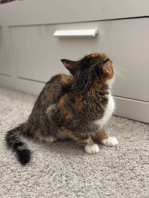 Кошки в Омске: Отдам кошку в добрые руки. Очень прошу помочь. Девочка, Бесплатно - фото 4