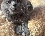 Кошки в Люберцах: Ищет дом котик Маффин Мальчик, Бесплатно - фото 2