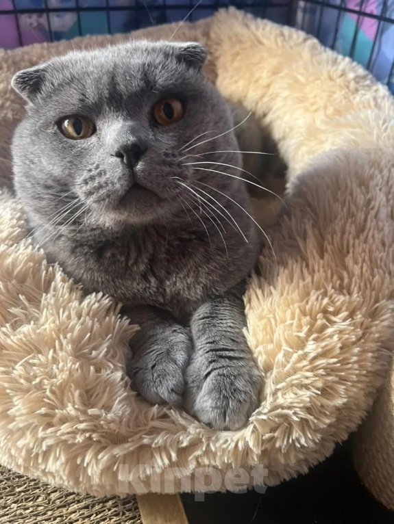 Кошки в Люберцах: Ищет дом котик Маффин Мальчик, Бесплатно - фото 2