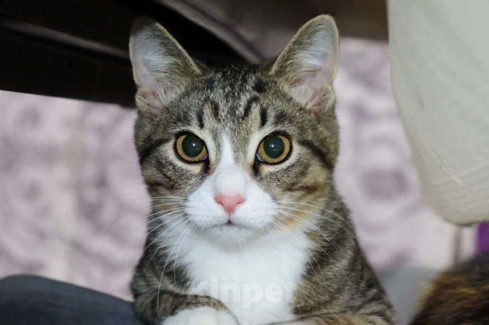 Кошки в Раменском: Умик в поиска семьи  Мальчик, Бесплатно - фото 3