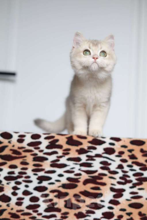 Кошки в Санкт-Петербурге: Британская голубая золотая шиншилла  Девочка, 60 000 руб. - фото 8