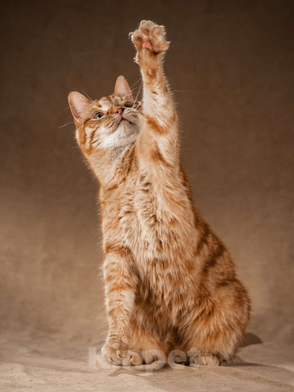 Кошки в Клине: Клёпа — друг для всей семьи Мальчик, Бесплатно - фото 2