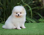 Собаки в Санкт-Петербурге: Мальчик бело-кремовый Мальчик, 35 000 руб. - фото 2