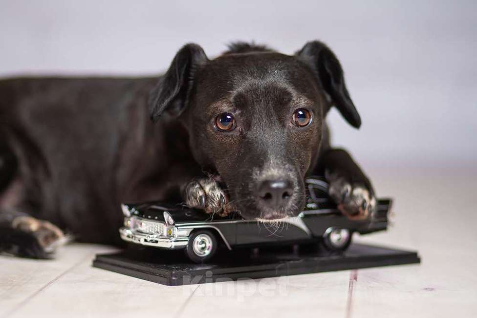 Собаки в Москве: Маленькая собачка Жизель в добрые руки Девочка, 1 руб. - фото 5