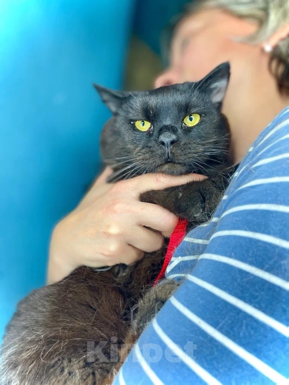 Кошки в Москве: Котик Люцик ищет дом! Мальчик, Бесплатно - фото 2