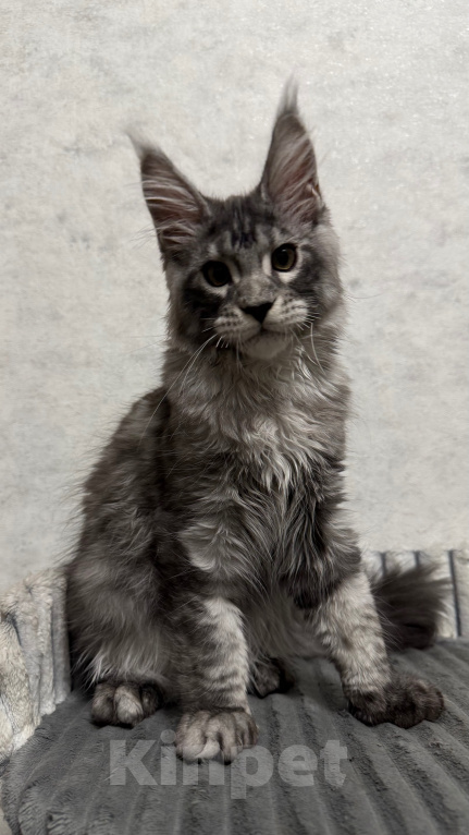 Кошки в Туле: Котёнок мейн кун Мальчик, 60 000 руб. - фото 2