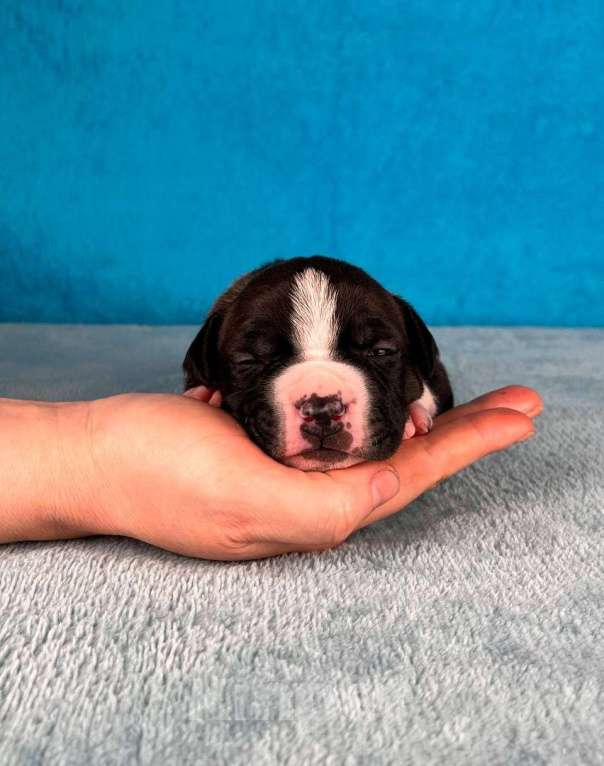 Собаки в Москве: Красивый мальчик амстаффа Мальчик, 80 000 руб. - фото 5