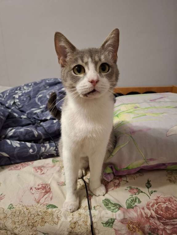 Кошки в Волгограде: Кошечка Милка ищет дом  Девочка, Бесплатно - фото 4