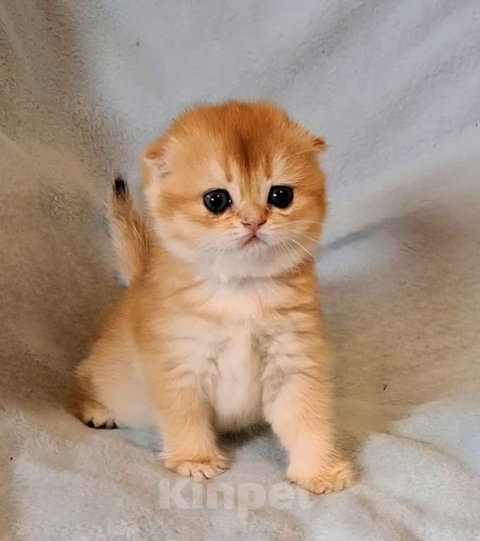 Кошки в Москве: Шотландская вислоухая кошечка ny12 Девочка, 50 000 руб. - фото 1