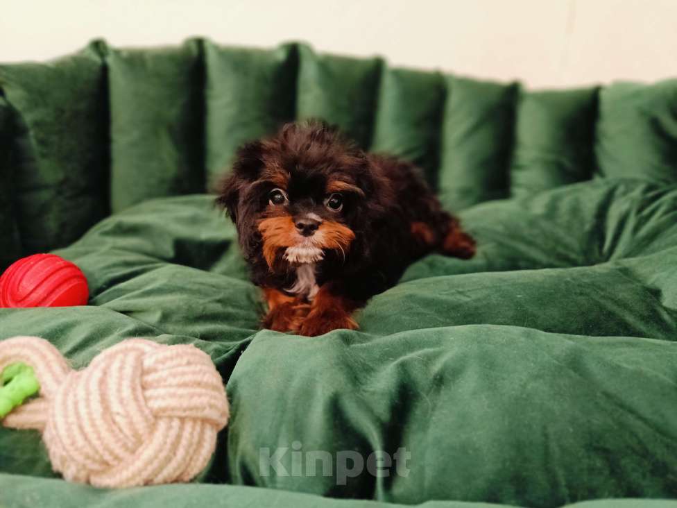 Собаки в Ижевске: Мальтипу мальчик Мальчик, 75 000 руб. - фото 1