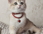 Кошки в Москве: Британский котёнок Девочка, 30 000 руб. - фото 1