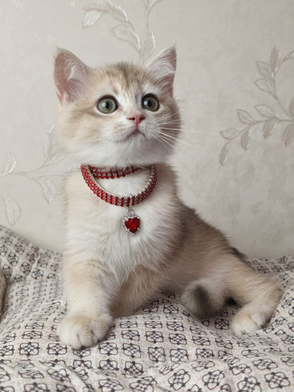 Кошки в Москве: Британский котёнок Девочка, 30 000 руб. - фото 1