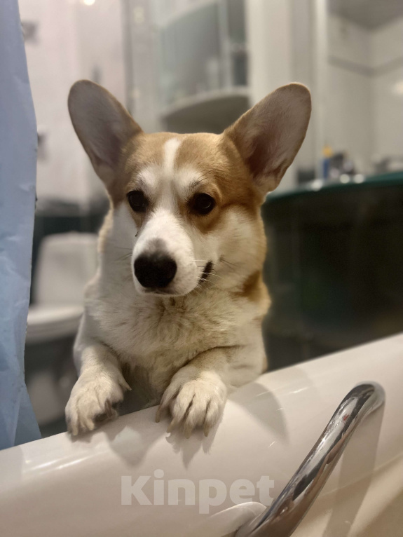 Собаки в Москве: Ищу для кобеля вязку Мальчик, Бесплатно - фото 2