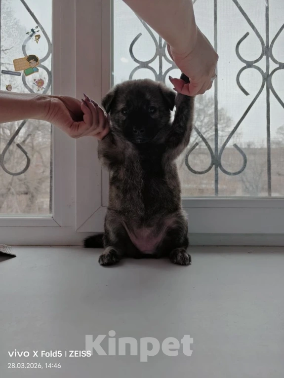 Собаки в Хабаровске: Щенок девочка Девочка, Бесплатно - фото 3