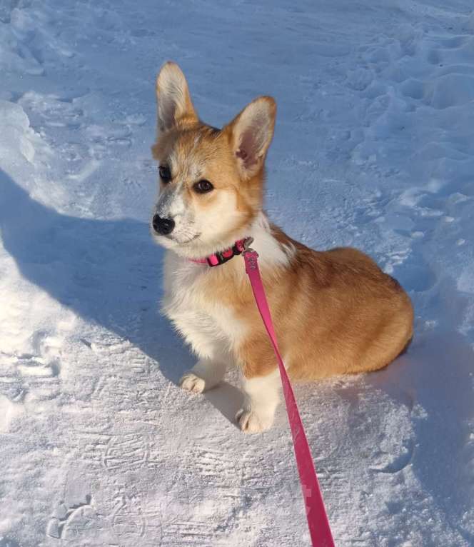 Собаки в Маркс: Продам щенка пемброк Девочка, 35 000 руб. - фото 3