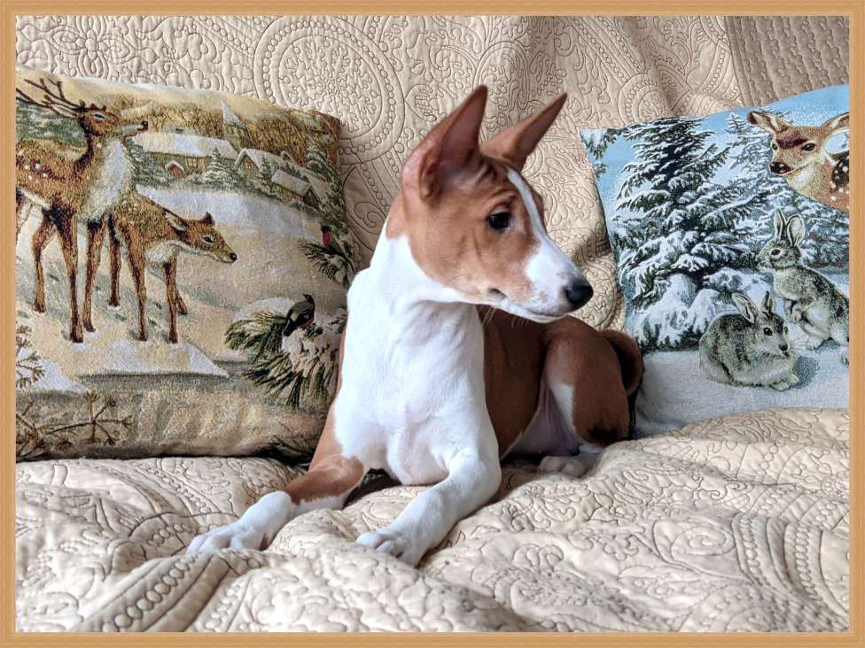 Собаки в Санкт-Петербурге: Щенки басенджи выращенные с любовью Мальчик, 50 000 руб. - фото 7