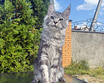 Кошки в Чехове: Мейн-кун котенок Мальчик, 50 000 руб. - фото 1