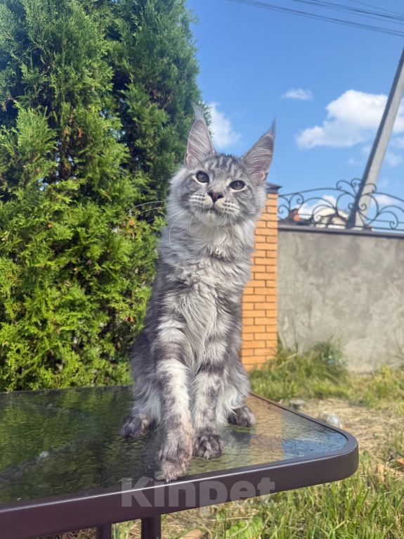 Кошки в Чехове: Мейн-кун котенок Мальчик, 50 000 руб. - фото 1