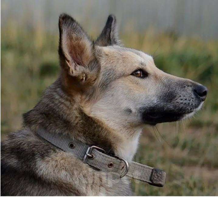 Собаки в Москве: Туся Девочка, Бесплатно - фото 3