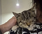 Кошки в Москве: Котёнок в добрые руки Девочка, Бесплатно - фото 2