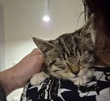 Котёнок в добрые руки