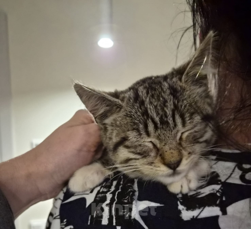 Кошки в Москве: Котёнок в добрые руки Девочка, Бесплатно - фото 2