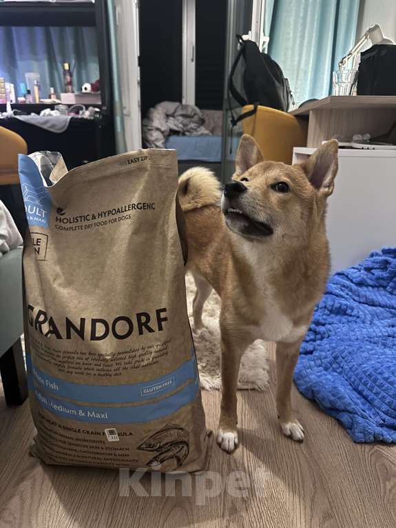 Собаки в Москве: Щенок сиба ину Мальчик, 35 000 руб. - фото 5