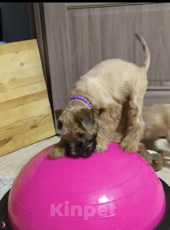 Собаки в Котельнике: Щенки терьера Девочка, 100 000 руб. - фото 6